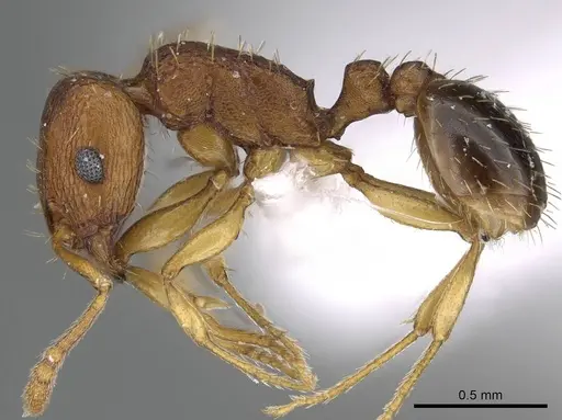 Tetramorium caldarium - CASENT0922289