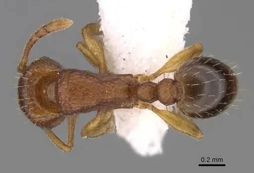 Tetramorium caldarium - CASENT0922858