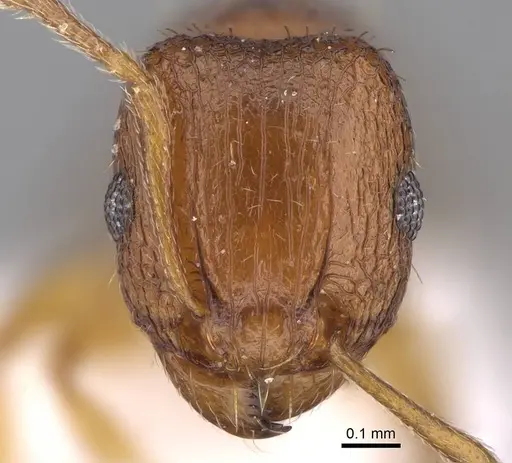 Tetramorium caldarium - CASENT0922858