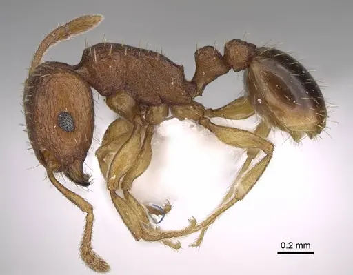 Tetramorium caldarium - CASENT0922858