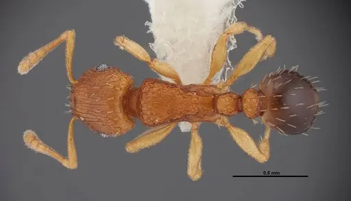 Tetramorium caldarium - FMNHINS0000078518