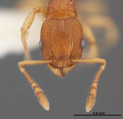Tetramorium caldarium - FMNHINS0000078518