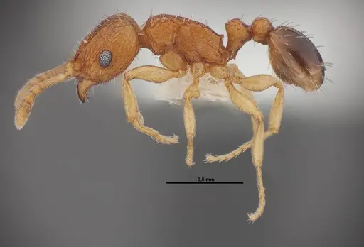 Tetramorium caldarium - FMNHINS0000078518