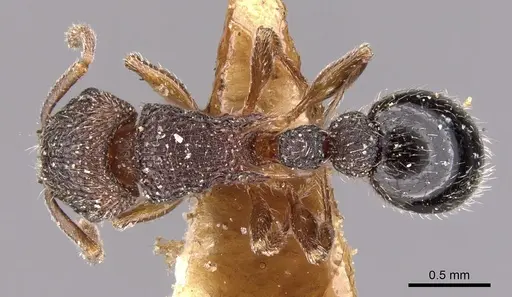 Tetramorium calinum specimen