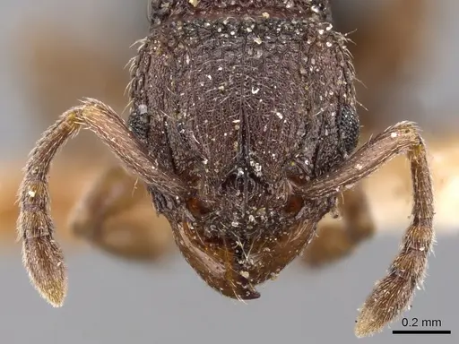 Tetramorium calinum specimen