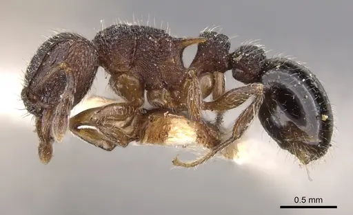 Tetramorium calinum specimen