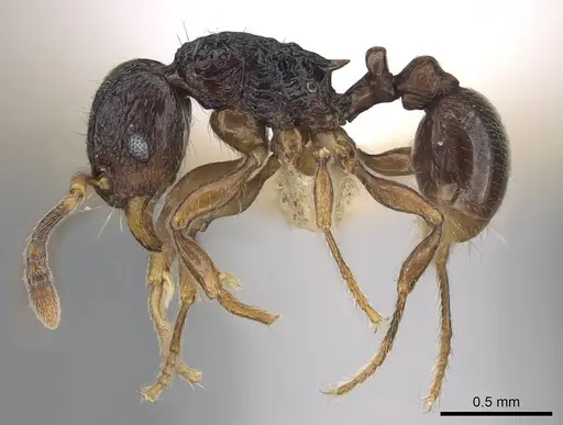 Tetramorium camelliae specimen