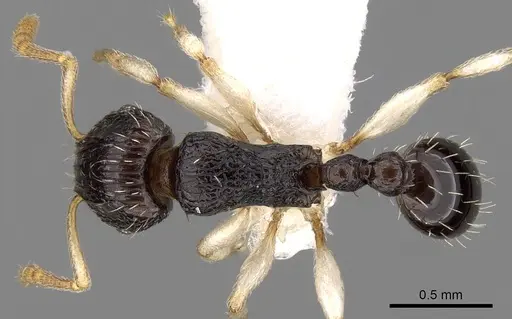 Tetramorium camerunense specimen
