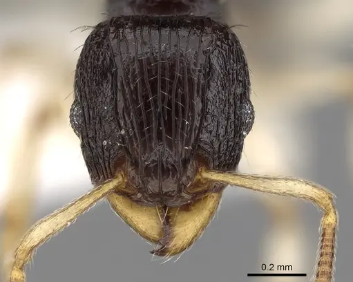 Tetramorium camerunense specimen