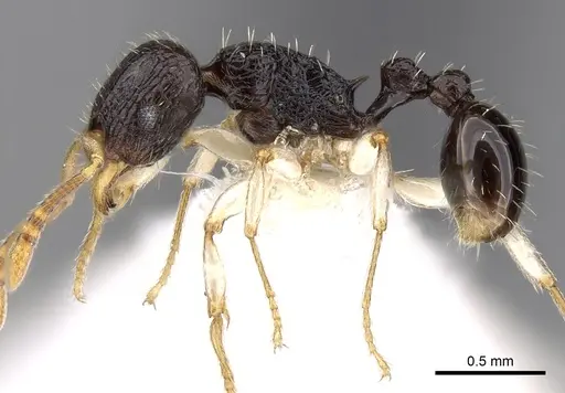 Tetramorium camerunense specimen