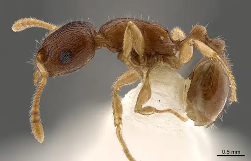 Tetramorium candidum specimen
