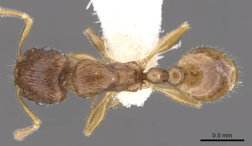 Tetramorium candidum - CASENT0901233