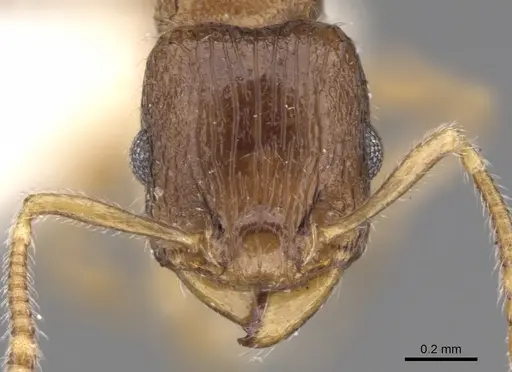 Tetramorium candidum - CASENT0901233