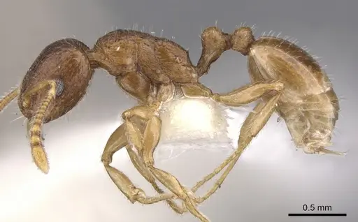 Tetramorium candidum - CASENT0901233