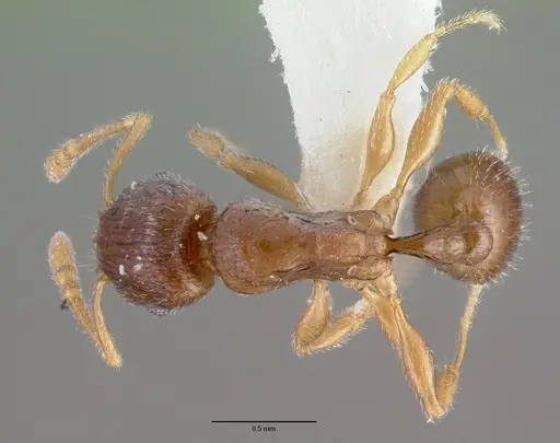 Tetramorium candidum - CASTYPE13387