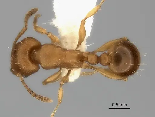 Tetramorium capense specimen