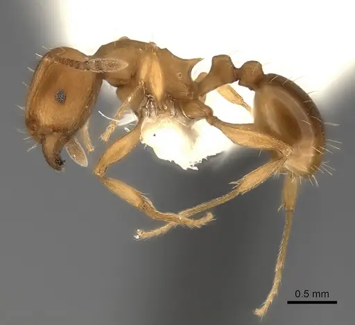 Tetramorium capense specimen