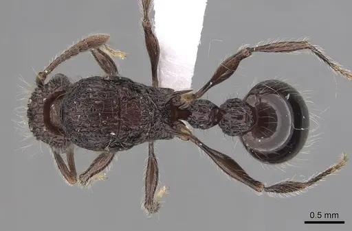 Tetramorium capillosum specimen