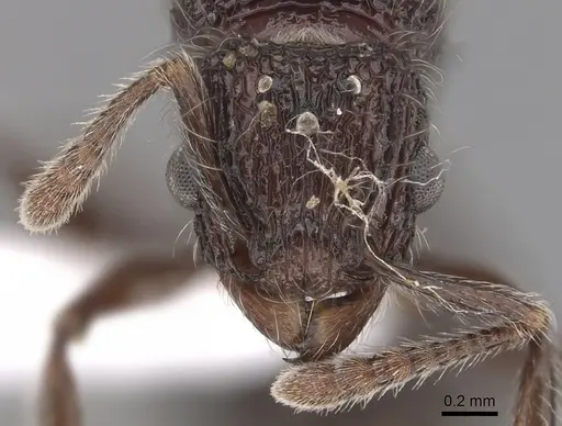 Tetramorium capillosum specimen