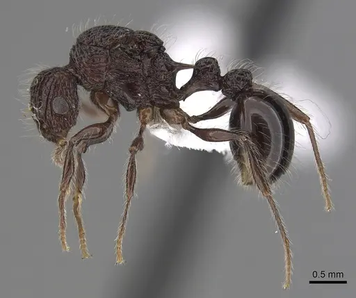 Tetramorium capillosum specimen