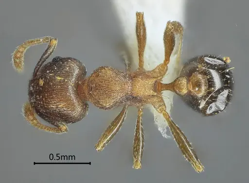 Tetramorium cardiocarenum specimen