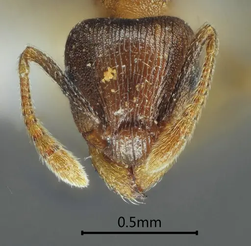 Tetramorium cardiocarenum specimen
