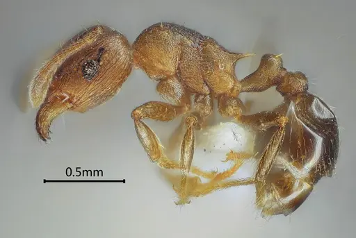 Tetramorium cardiocarenum specimen