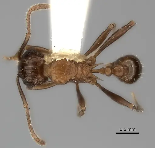 Tetramorium carinatum specimen