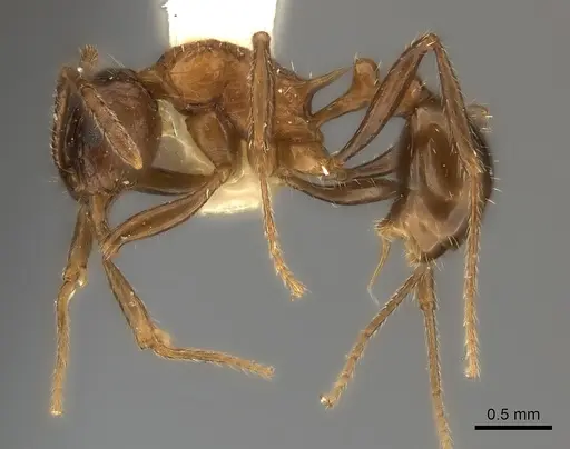 Tetramorium carinatum specimen
