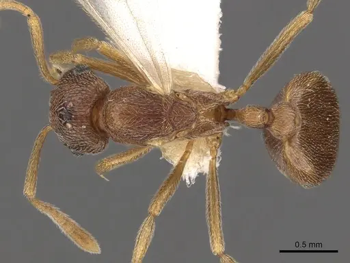 Tetramorium caritum specimen