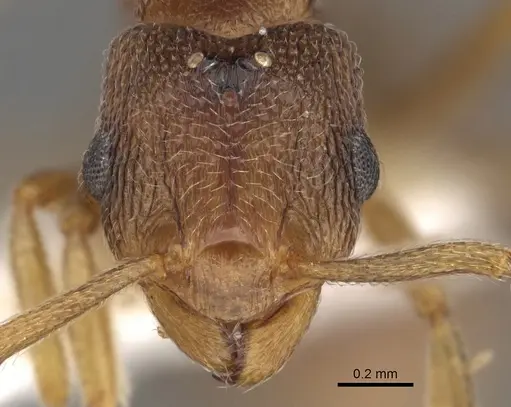 Tetramorium caritum specimen