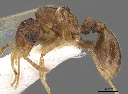 Tetramorium caritum specimen