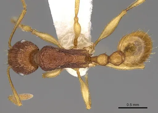 Tetramorium cavernicola specimen