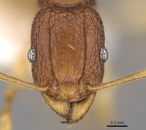 Tetramorium cavernicola specimen