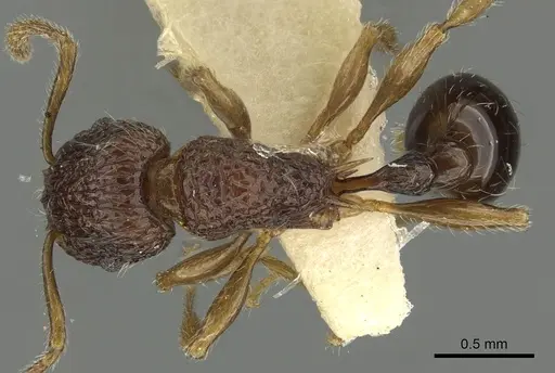 Tetramorium centum specimen