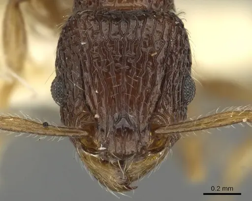 Tetramorium centum specimen