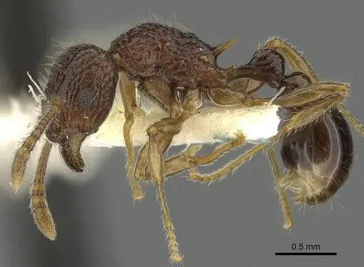 Tetramorium centum specimen