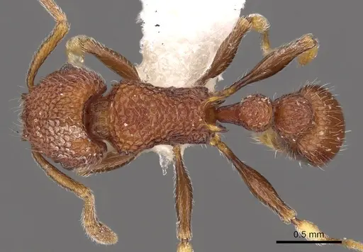 Tetramorium chapmani specimen