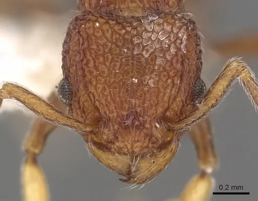 Tetramorium chapmani specimen