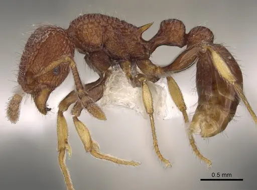Tetramorium chapmani specimen