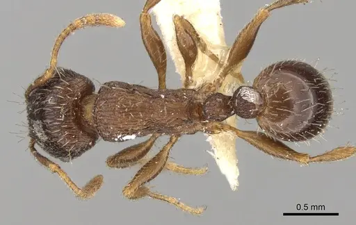 Tetramorium chefketi specimen