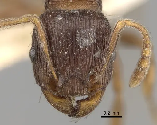 Tetramorium chefketi specimen