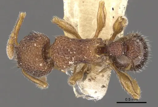 Tetramorium chepocha specimen