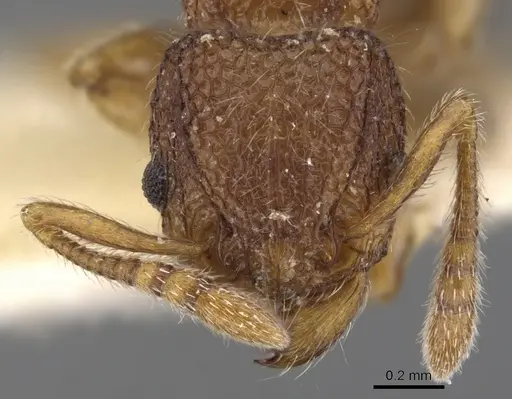 Tetramorium chepocha specimen