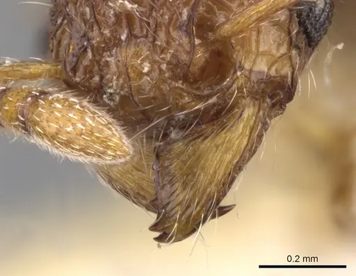 Tetramorium chepocha specimen