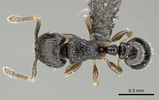Tetramorium chloe specimen