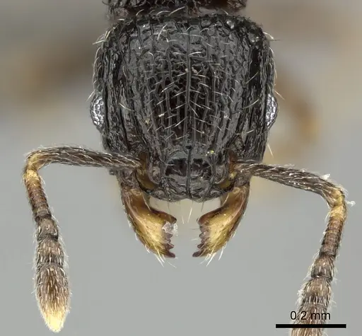 Tetramorium chloe specimen