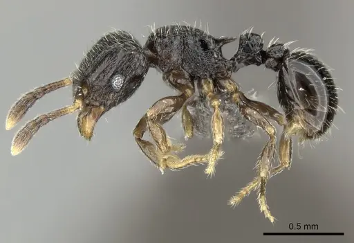 Tetramorium chloe specimen