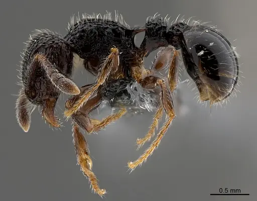 Tetramorium chloe - CASENT0784640