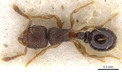 Tetramorium chloe - CASENT0901165